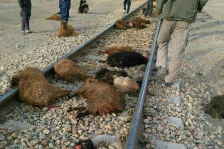 تلفات تصادف قطار با گله گوسفندان: چوپان و ۷۰ گوسفند