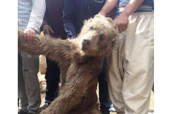 شکارچی خرس گرسنه در مرودشت دستگیر شد