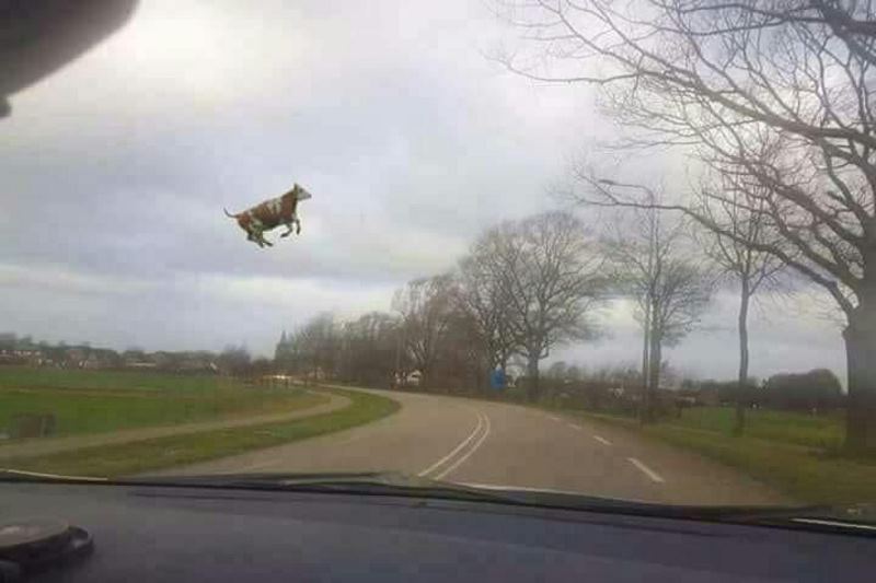 پرواز یک گاو بر اثر طوفان در آلمان؟!