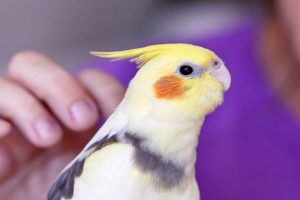 «مذهبی‌ها هم حیوان خانگی دارند»
