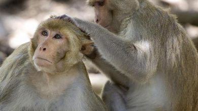 «حیوانات در شیوع بیماری فاصله اجتماعی را رعایت می‌کنند»