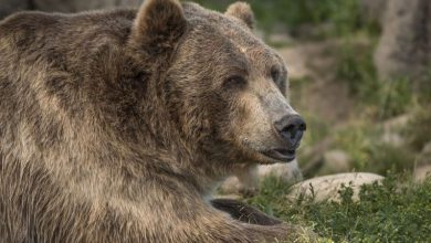 خرس زنی را در آمریکا از چادر بیرون کشید و کشت