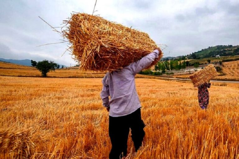 ۲۹۳۸ میلیارد تومان از مطالبات گندمکاران کرمانشاه مانده است
