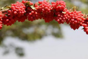 جشنواره ملی زرشک ۲۹ مهر تا ۳ آبان در خراسان جنوبی برگزار می‌شود