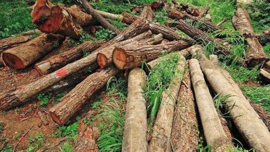 «۱۸ تن چوب قاچاق در بروجرد لرستان کشف شد»