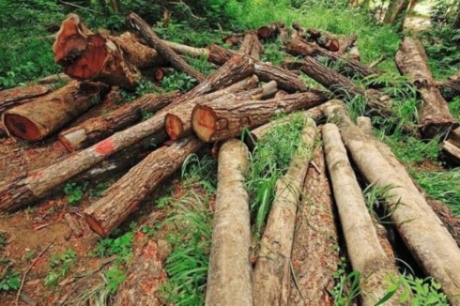 «۱۸ تن چوب قاچاق در بروجرد لرستان کشف شد»