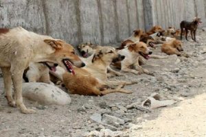 مرگ ۵ نفر بر اثر گازگرفتگی سگ های ولگرد در اصفهان