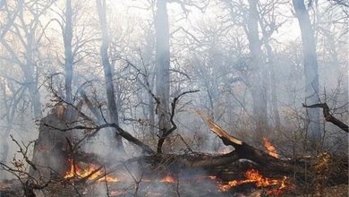 جنگل های گیلان در آتش