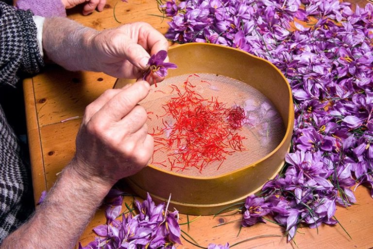 سالی تلخ برای زعفران کاران فاروج در خراسان شمالی