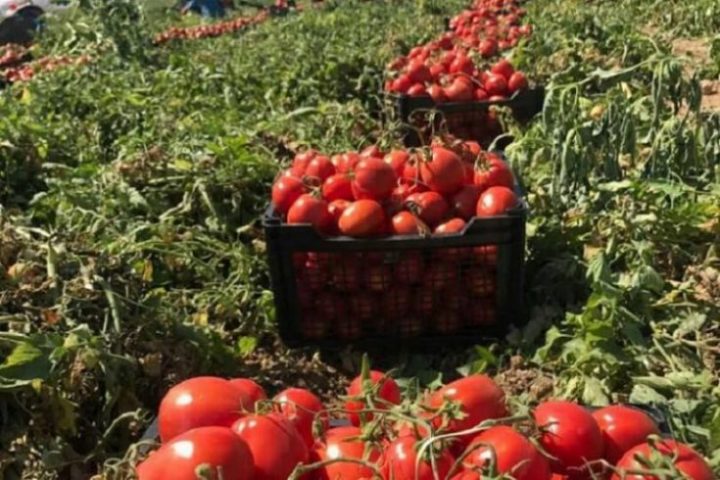 سرنوشت 5 هزار تن گوجه 3400 تومانی در خراسان رضوی