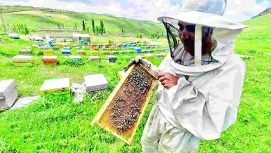 مراتع کبودراهنگ همدان مستعد صنعت زنبورداری