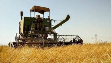 کسب رتبه اول استانی در اجرای طرح کشاورزی قراردادی پلدشت آذربایجان غربی