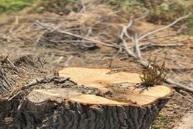 مدیرکل منابع طبیعی و آبخیزداری لرستان: چاره‌ای جز قطع چنارهای سراسو نداشتیم