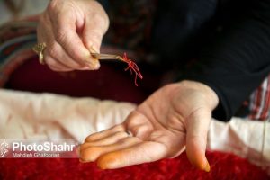 «ماهانه ۱۰ تن طلای سرخ از کشور قاچاق می‌شود»