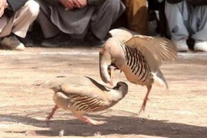 دستگیری بانیان گردهمایی نزاع کبک‌ها در بوکان