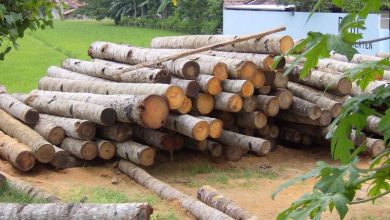 «هشت تن چوب‌ جنگلی قاچاق در اردبیل کشف شد»