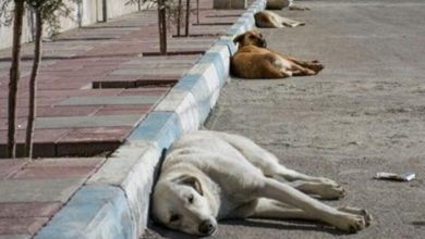 «۲۰۰ قلاده سگ بدون صاحب در میاندوآب زنده‌گیری شدند»