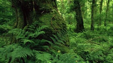 هشدار سازمان منابع طبیعی نسبت یه نصف شدن مساحت جنگل‌های هیرکانی تا ۵۰ سال آینده