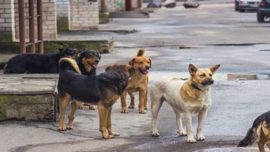 سگ‌های ولگرد بلای جان مردم آذربایجان شرقی | سه نفر جان باختند