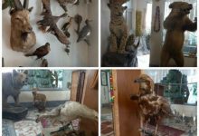 ۲۴ گونه حیوان تاکسیدرمی از یک منزل مسکونی در گیلان کشف شد