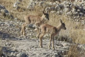 «گردشگران به حیات‌وحش آسیب نزنند»