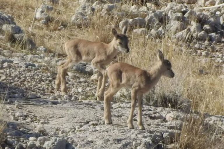 «گردشگران به حیات‌وحش آسیب نزنند»