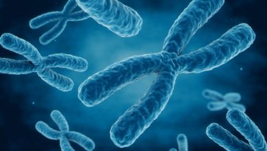 ژنتیک و فلسفه | تولید کروموزوم مصنوعی انسانی