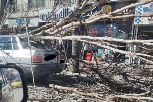 سقوط درخت روی پراید در اردبیل