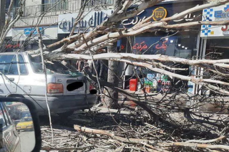 سقوط درخت روی پراید در اردبیل