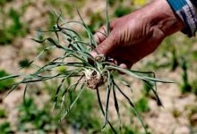 فوت مرد ۷۱ساله مهابادی هنگام جمع‌آوری گیاهان کوهی در مهاباد