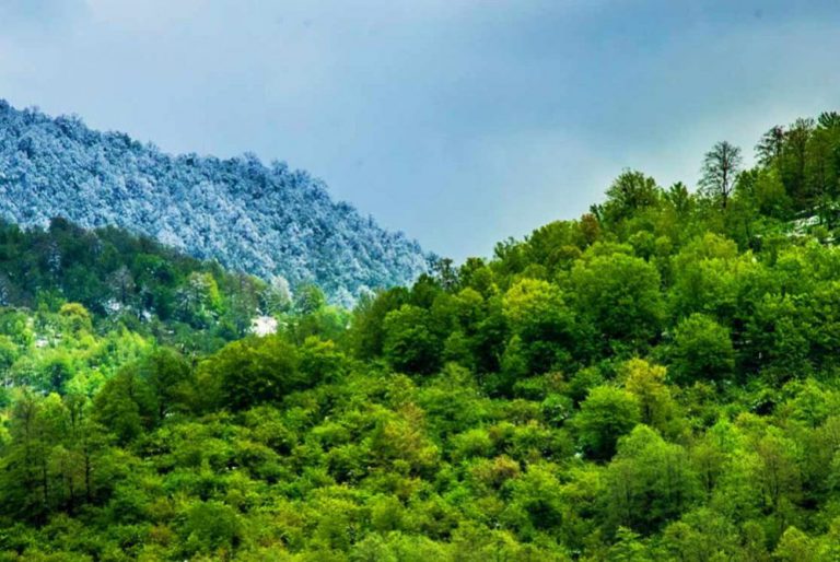 جنگلهای هیرکانی و سایهی سنگین قاچاقچیان
