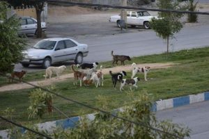 کودکی که بر اثر گازگرفتگی سگ در کما است!
