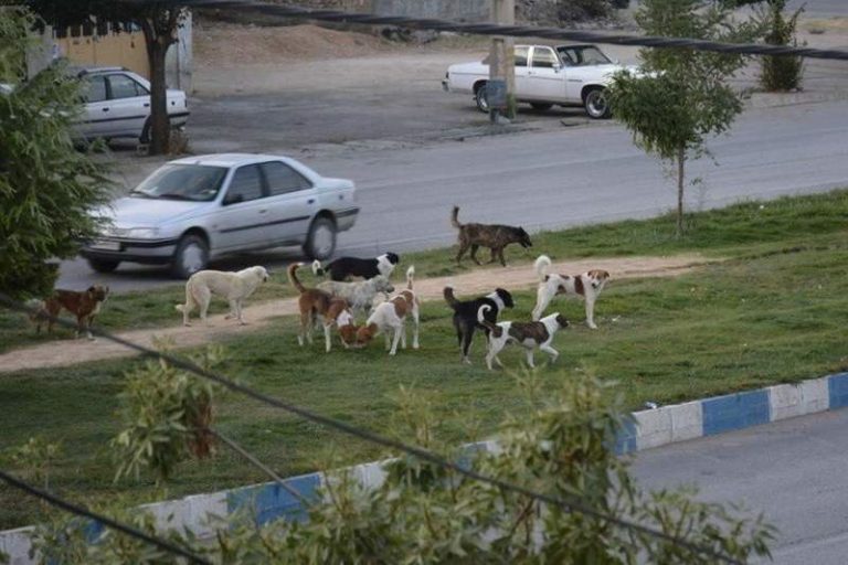 کودکی که بر اثر گازگرفتگی سگ در کما است!