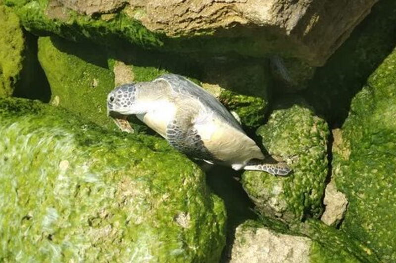 لاک پشت دریایی در معرض انقراض قشم از مرگ نجات یافت