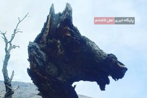 قطع درختی که تبدیل به سرِ اسب شده بود [+ تصاویر]
