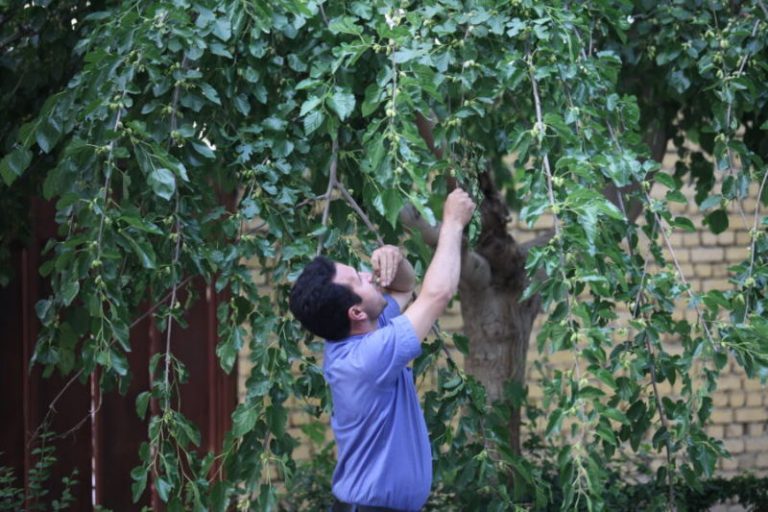 دردسرهای بزرگ توت‌های کوچک در اصفهان