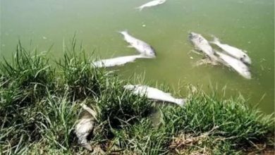 ماهیان مهاجم کاراس تالاب نئور در اردبیل تلف شدند