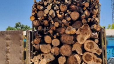 حدود چهار تن چوب غیرمجاز در خراسان‌ شمالی کشف شد