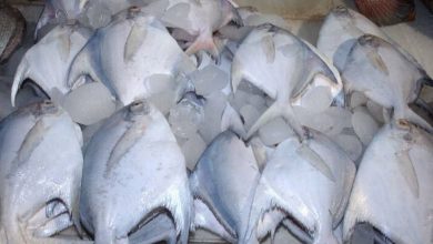 «صید ماهی حلوا سفید در آب‌های بوشهر ممنوع می‌شود»