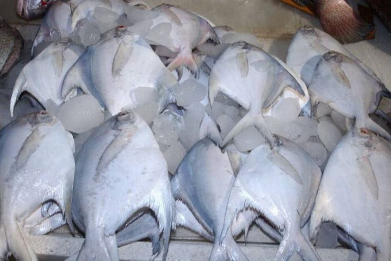 «صید ماهی حلوا سفید در آب‌های بوشهر ممنوع می‌شود»