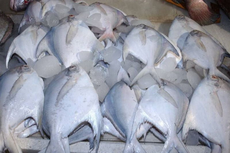 «صید ماهی حلوا سفید در آب‌های بوشهر ممنوع می‌شود»