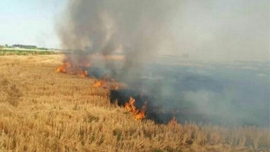 هشدار جهاد کشاورزی اردبیل نسبت به آتش زدن کاه و کلش مزارع
