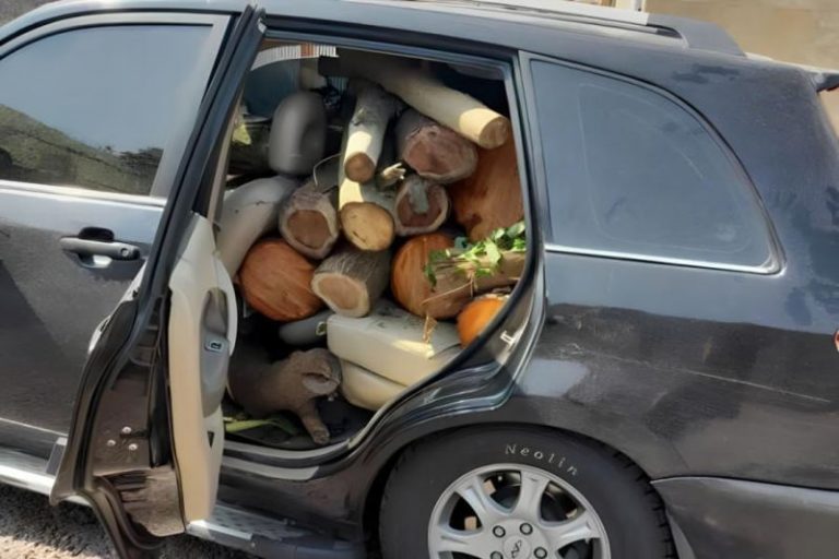 قاچاق چوب این‌بار در یک خودوری شاسی بلند!