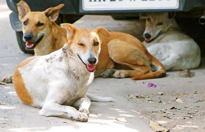 مدیریت سگ‌های ولگرد در کشورهای مختلف