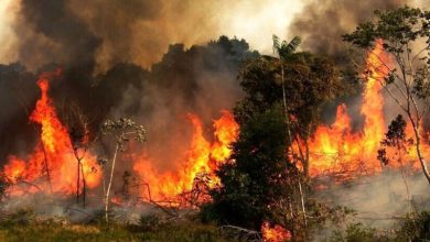۱۹ عامل آتش‌سوزی عمدی در جنگل‌های لرستان
