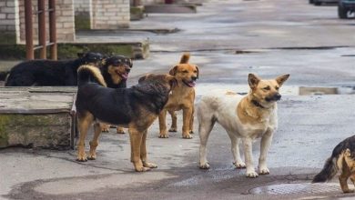تیم‌های جمع‌آوری سگ‌های ولگرد در کرمانشاه