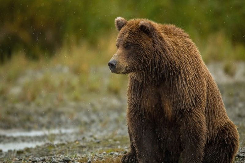 زنده‌گیری و تیمار خرس قهوه‌ای در اقلید فارس