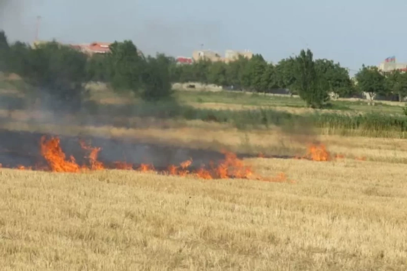 بازداشت متخلفان آتشسوزی بقایای گیاهی مزارع در اردبیل