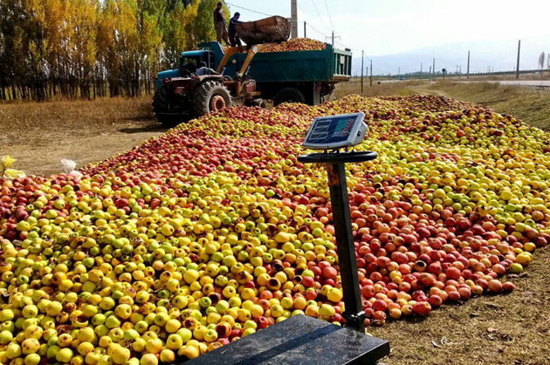بی‌آبی و گرما مانع تولید و صادرات سیب سمیرم
