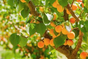 سراغ زردآلو و قیسی را از این استان بگیرید